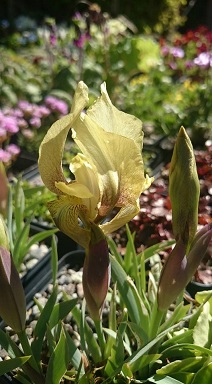 Iris schachtii - 8cm pot 